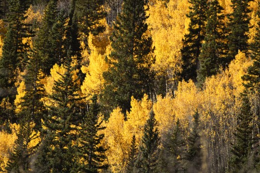 Start marking your calendars now, fans of fall foliage, because it looks like spectacular leaf-peeping is in store for Colorado this year. 