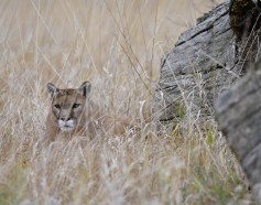 Colorado voters in November will decide whether to ban mountain lion hunting and bobcat trapping. 