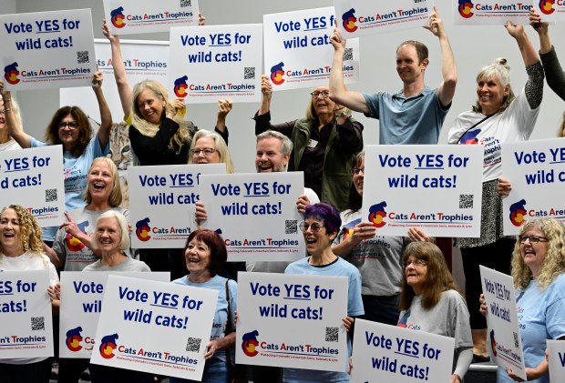 Volunteers for Cats Aren't Trophies show their support for a ballot initiative after a press conference at The Wild Animal Sanctuary in Keenesburg, Colorado, on Friday, Aug. 9, 2024. Cats Aren't Trophies and The Wild Life Sanctuary celebrated a successful petition campaign to put a ban on mountain lion hunting and bobcat trapping on the ballot this fall. (Photo by Andy Cross/The Denver Post)