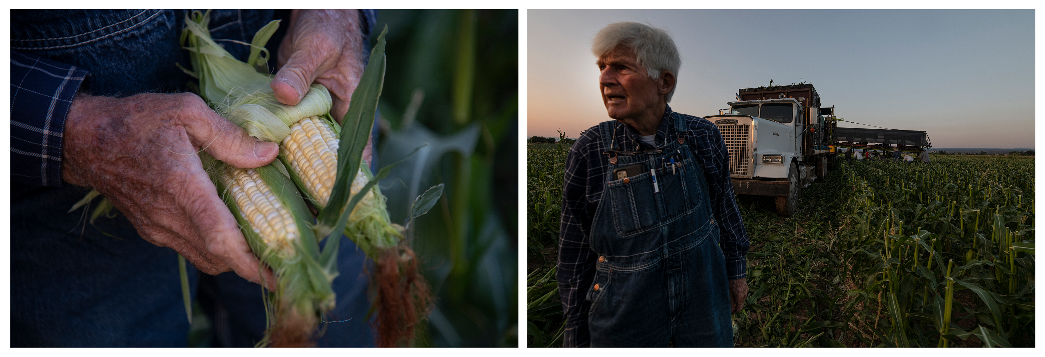 LEFT Tuxedo Corn Company farmer John Harold inspects ears of corn for quality from a field off Falcon Road southwest of Olathe, Colo., on Monday morning, July 22, 2024. RIGHT Harold watches as trucks pull in to gather boxes of Olathe Sweet brand sweet corn for delivery across the United States on Monday in Olathe. (Photos by William Woody/Special to The Denver Post)