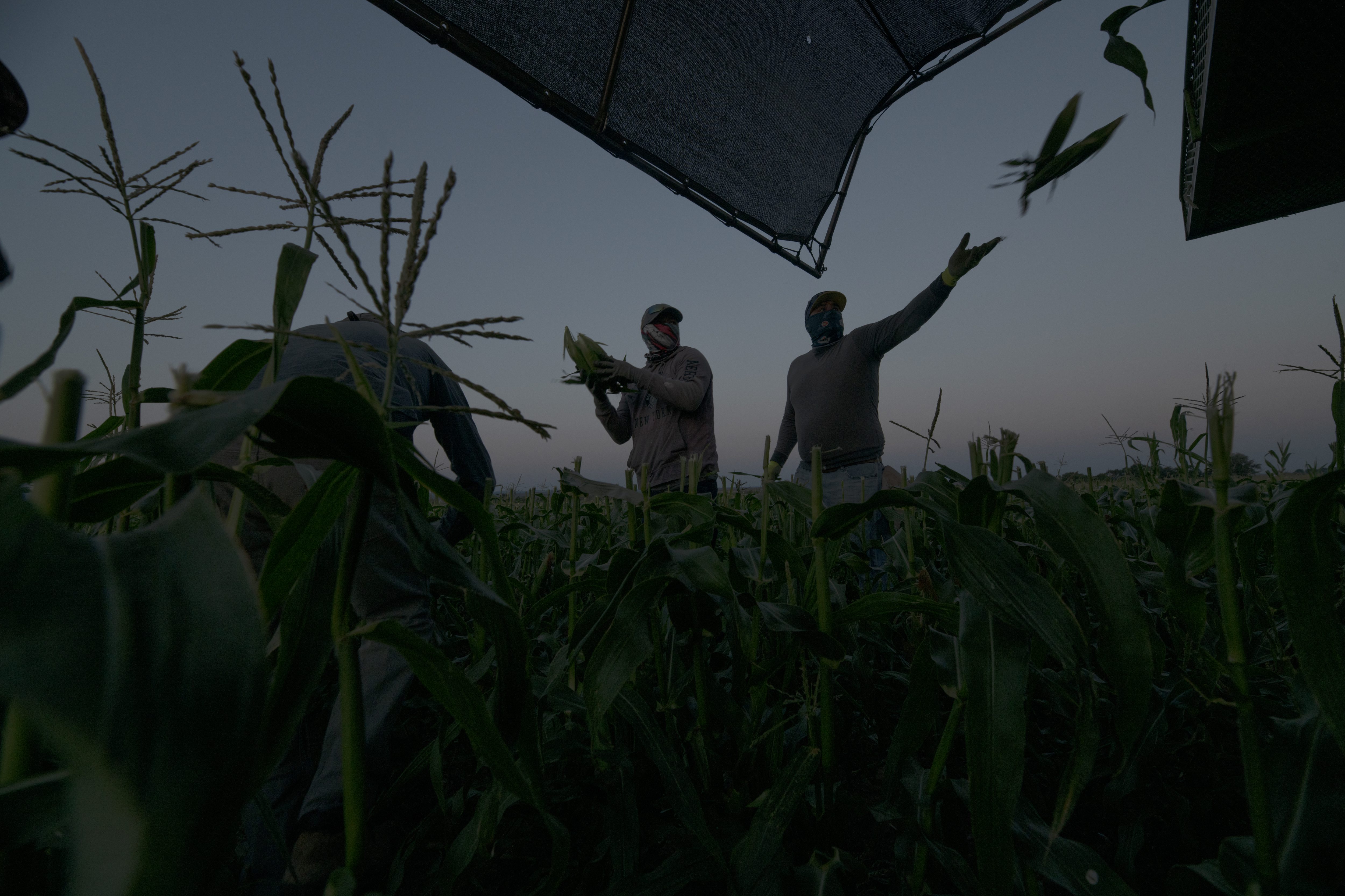 At sunrise, a harvest crew with the Tuxedo Corn Company rip ears of Olathe Sweet brand sweet corn from a field off Falcon Road southwest of Olathe Colo., Monday morning, July 22, 2024. (Special to The Denver Post, William Woody)