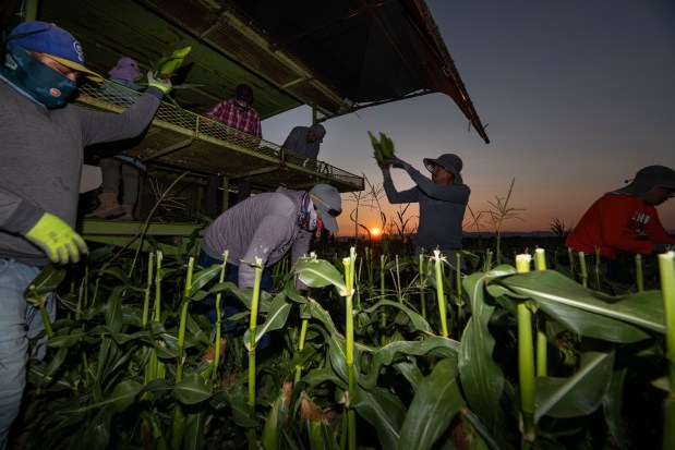 At sunrise, a harvest crew with the Tuxedo Corn Company rip ears of Olathe Sweet brand sweet corn from a field off Falcon Road southwest of Olathe Colo., Monday morning, July 22, 2024. (Special to The Denver Post, William Woody)