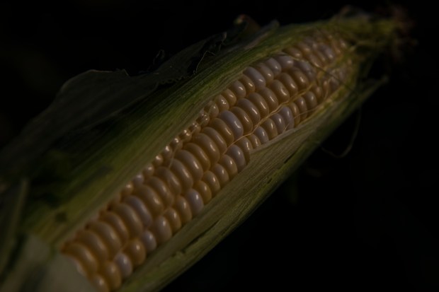 Kernels of Olathe Sweet brand sweet corn are seen reflecting morning light from a field in Olathe, Colo., Monday morning, July 22, 2024. (Special to The Denver Post, William Woody)