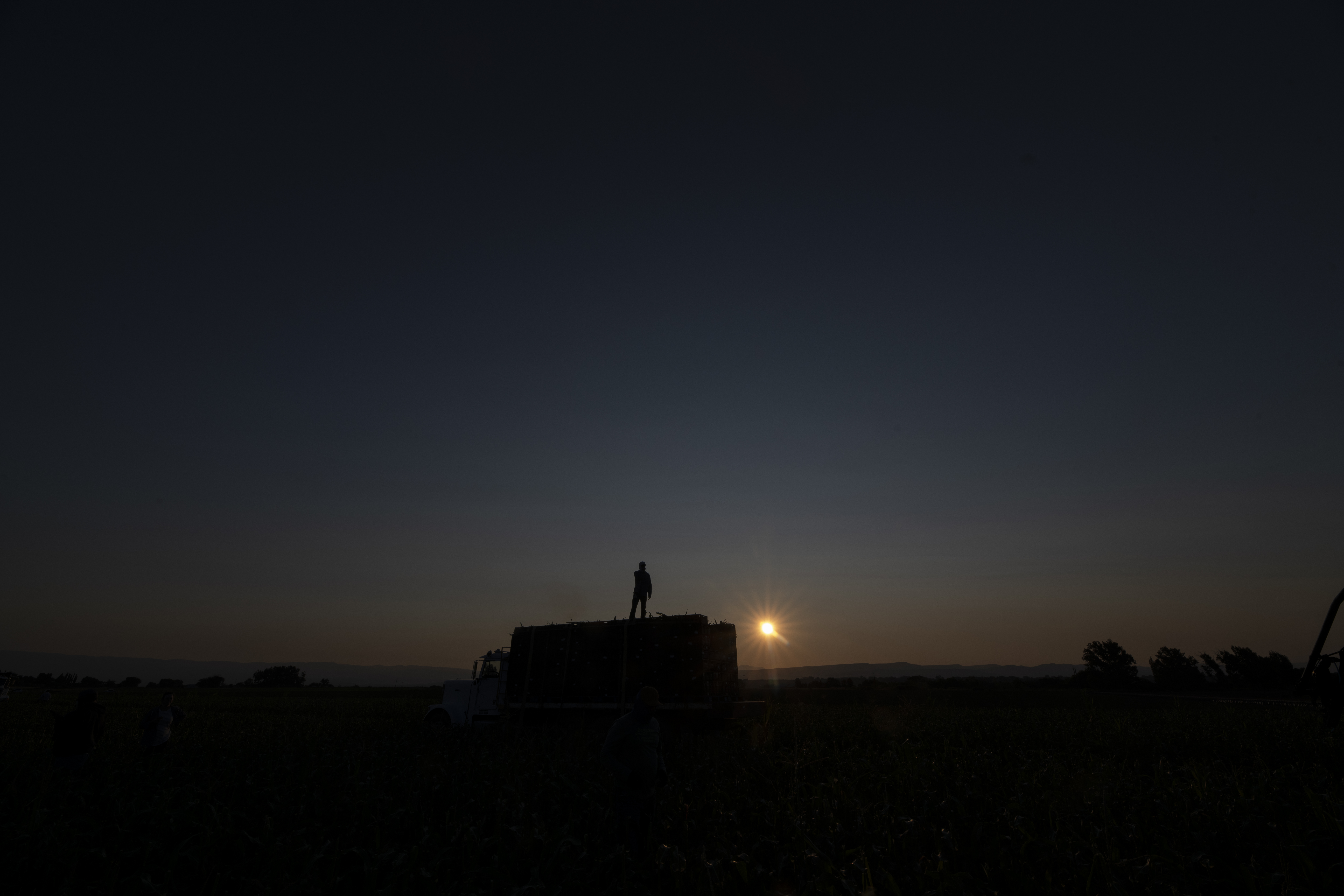 A truck driver with the Tuxedo Corn Company prepares a load of Olathe Sweet brand sweet corn to be transported from a field to the company's distribution center in Olathe, Colo., Monday morning, July 22, 2024. (Special to The Denver Post, William Woody)