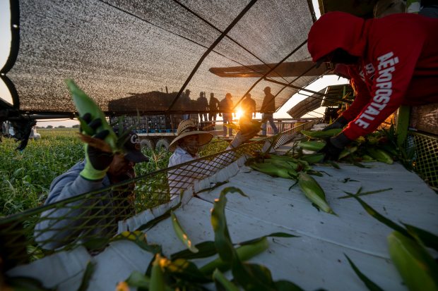 At sunrise, a harvest crew with the Tuxedo Corn Company rip ears of Olathe Sweet brand sweet corn from a field off Falcon Road southwest of Olathe, Colo., Monday morning, July 22, 2024. (Special to The Denver Post, William Woody)