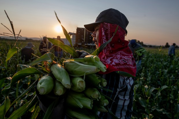 At sunrise, a harvest crew with the Tuxedo Corn Company rip ears of Olathe Sweet brand sweet corn from a field off Falcon Road southwest of Olathe Colo., Monday morning, July 22, 2024. (Special to The Denver Post, William Woody)