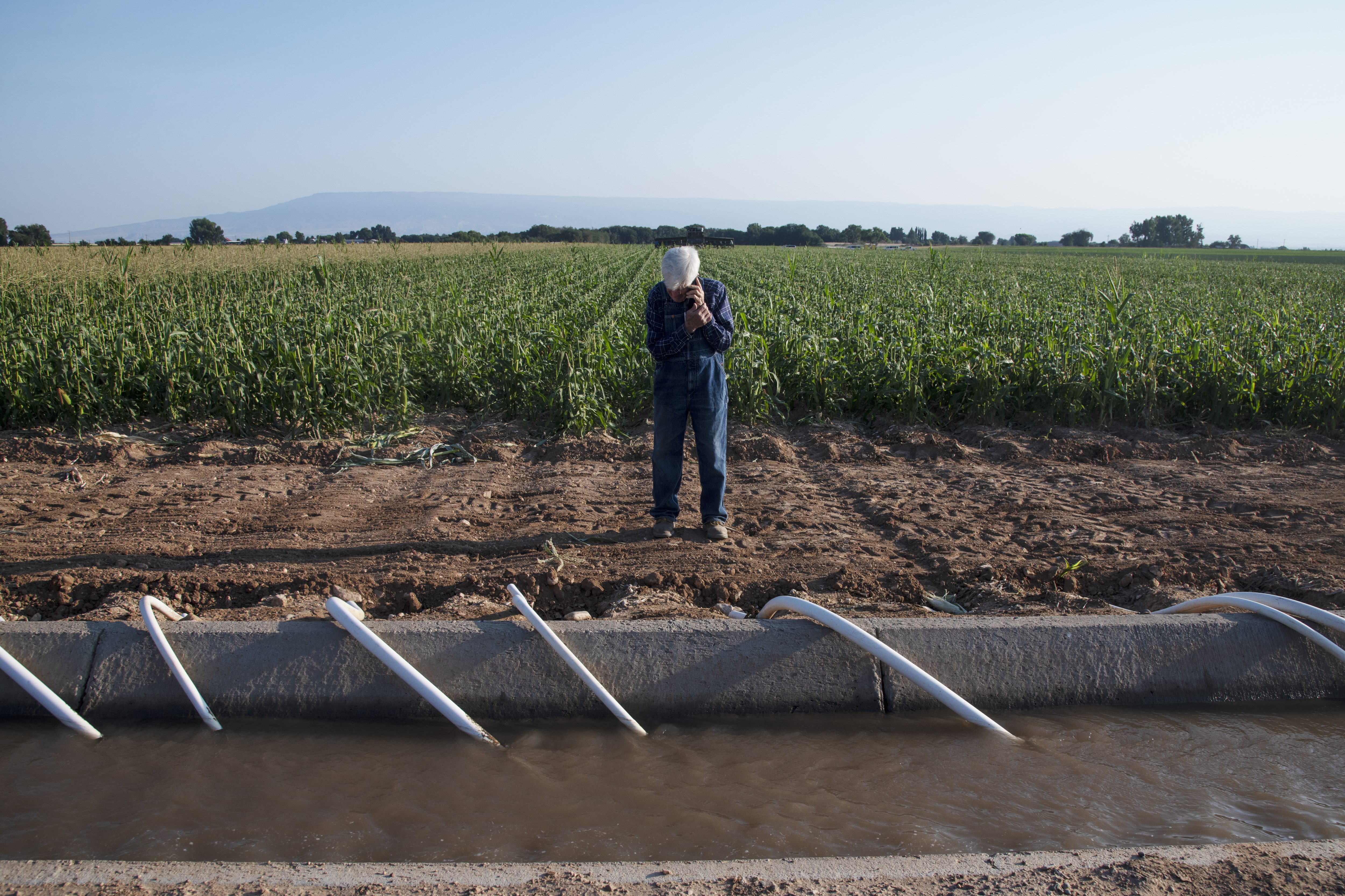 Tuxedo Corn Company farmer John Harold talks on the phone during the morning of the first full day of harvest of Olathe Sweet brand sweet corn from a field off Falcon Road southwest of Olathe, Colo., Monday morning, July 22, 2024. (Special to The Denver Post, William Woody)