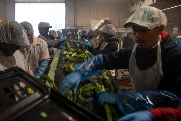 Workers with the Tuxedo Corn Company sort ears of Olathe Sweet brand sweet corn in a packaging facility in Olathe, Colo., Monday morning, July 22, 2024. (Special to The Denver Post, William Woody)