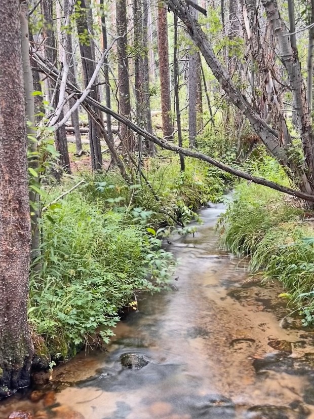 The Glacier Creek Trail in Rocky Mountain National Park passes several small creeks and parallels Glacier Creek on the Bear Lake Corridor. (Dawn Wilson Photography)