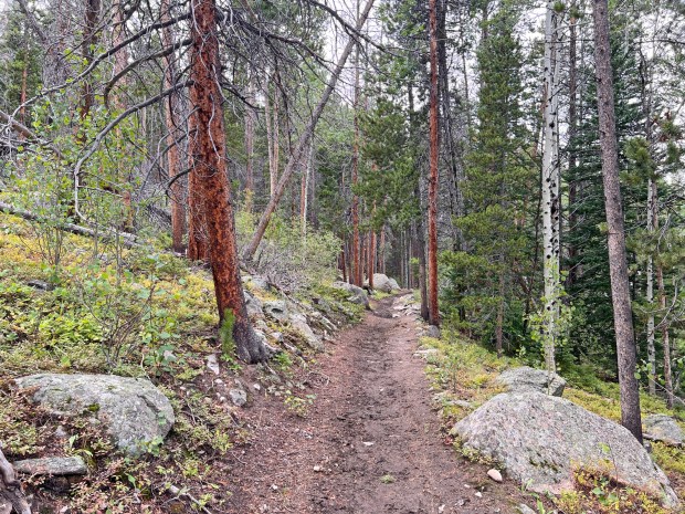 The Glacier Creek Trail, which is used as a stock trail for part of the distance, runs through the forest on the south side of Bear Lake Corridor in Rocky Mountain National Park. (Dawn Wilson Photography)