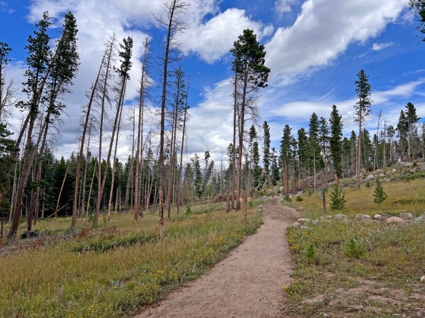 The Glacier Creek Trail leads out of the east end of Sprague Lake and into the forest, where fire mitigation work has been done on the segment leading to Glacier Basin Campground in Rocky Mountain National Park. (Dawn Wilson Photography)